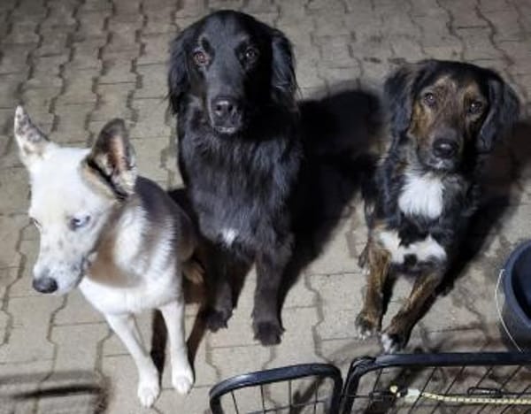 AKKI - jung, freundlich und sportlich