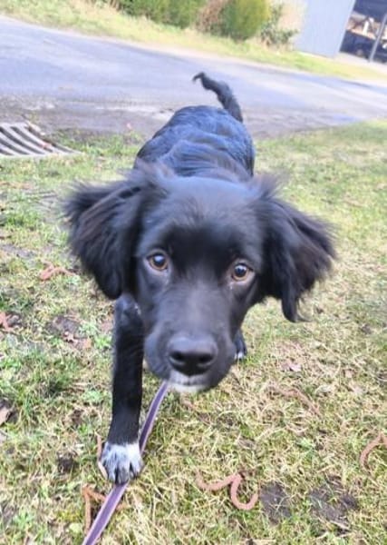 Pingu, geb. 09/2025, 21391 Reppenstedt