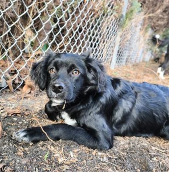 Pingu, geb. 09/2025, 21391 Reppenstedt