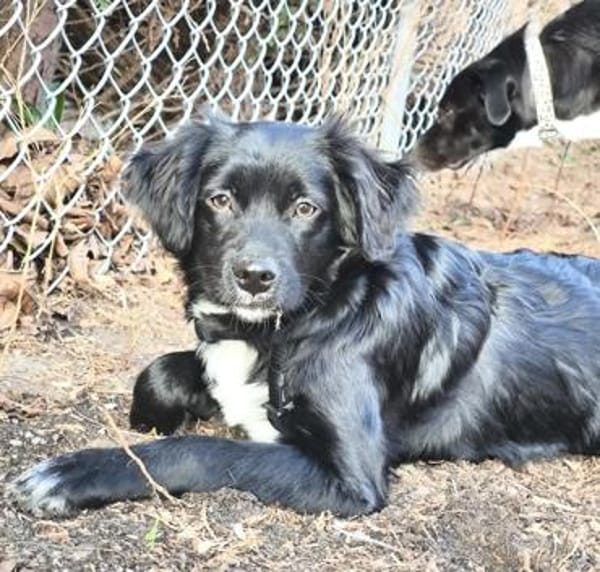 Pingu, geb. 09/2025, 21391 Reppenstedt