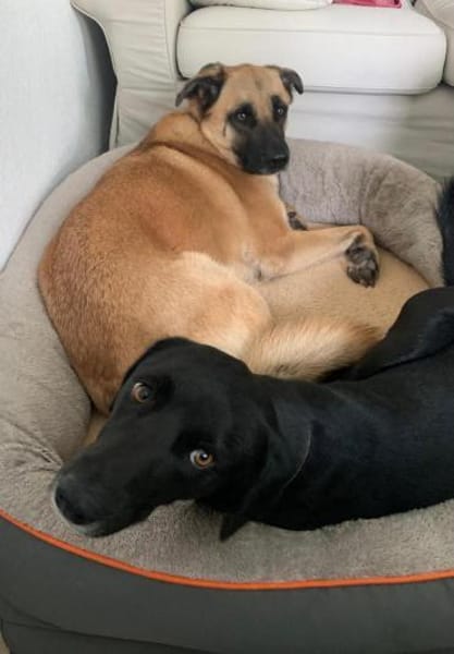 Leo - ein Herzenshund