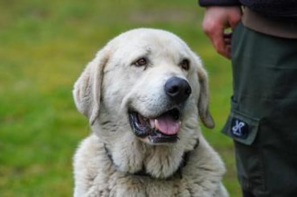 Basti - Riesenbaby su. Lebensplatz