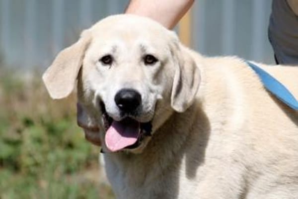 Basti - Riesenbaby su. Lebensplatz