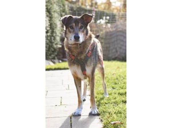 Devis  wartet in 96369 Weißenbrunn