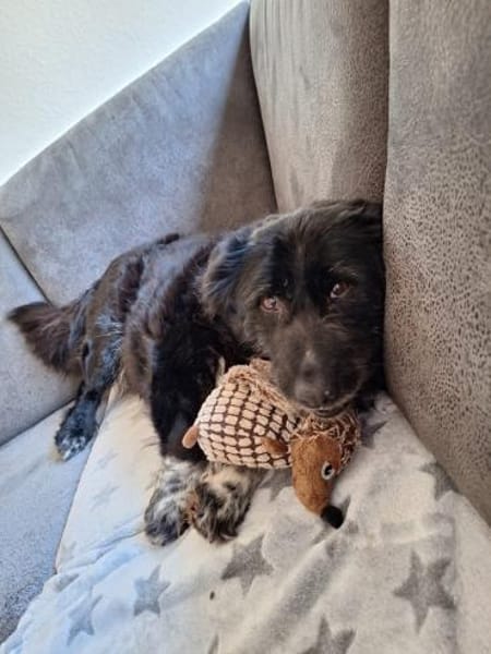 Hündin Rebe in 26180 Rastede / Nethen