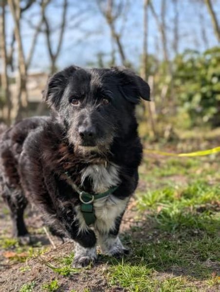 Hündin Rebe in 26180 Rastede / Nethen