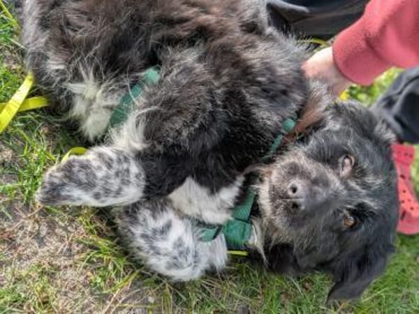 Hündin Rebe in 26180 Rastede / Nethen