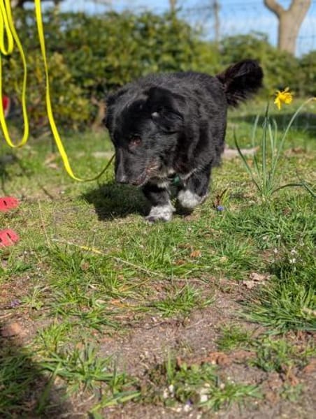 Hündin Rebe in 26180 Rastede / Nethen