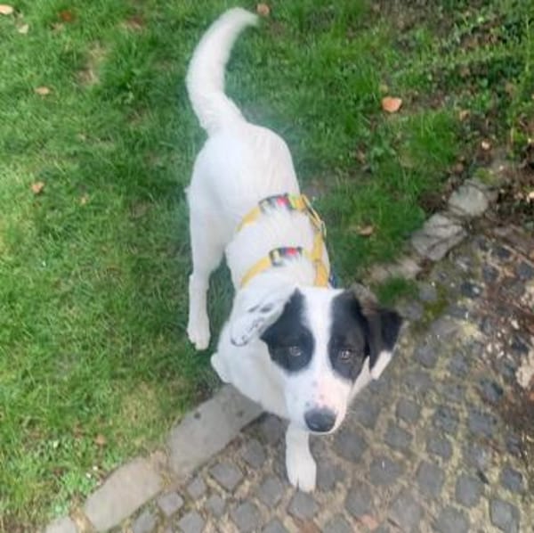 Welpe Skia - ein liebe, verschmuste Maus