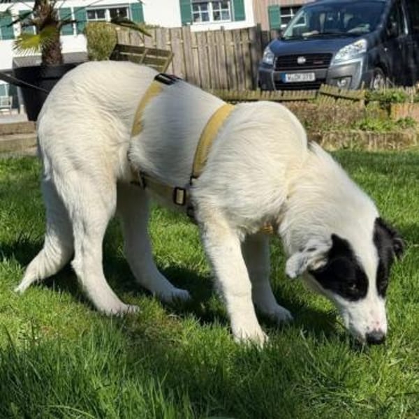 Welpe Skia - ein liebe, verschmuste Maus