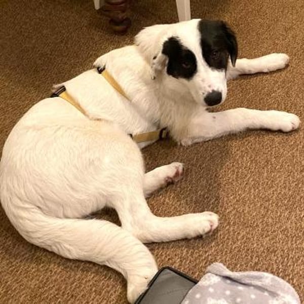 Welpe Skia - ein liebe, verschmuste Maus