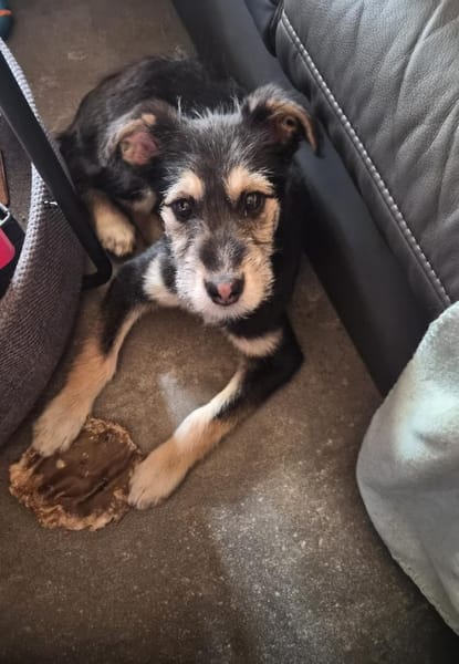 2 hübsche Mischlingswelpen