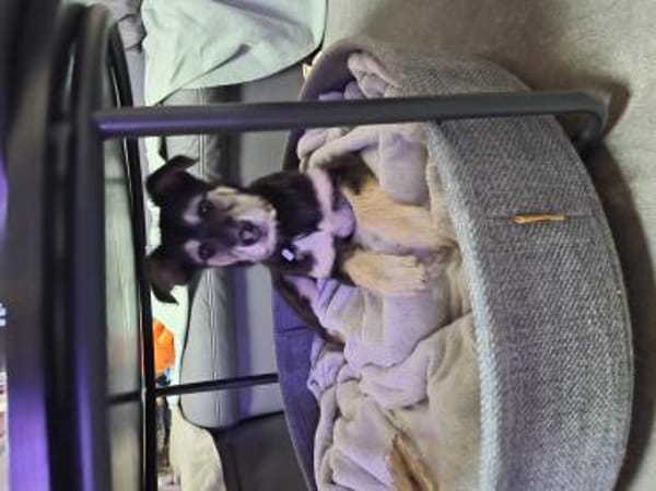 2 hübsche Mischlingswelpen