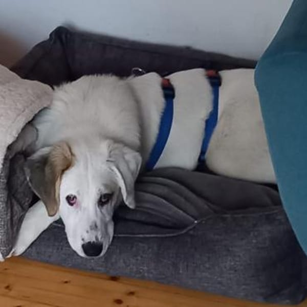 Welpe Thira - schmusiger Sonnenschein