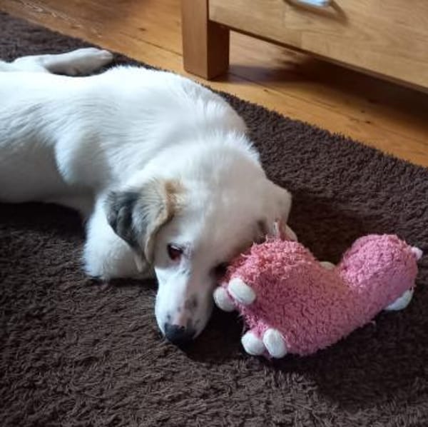 Welpe Thira - schmusiger Sonnenschein