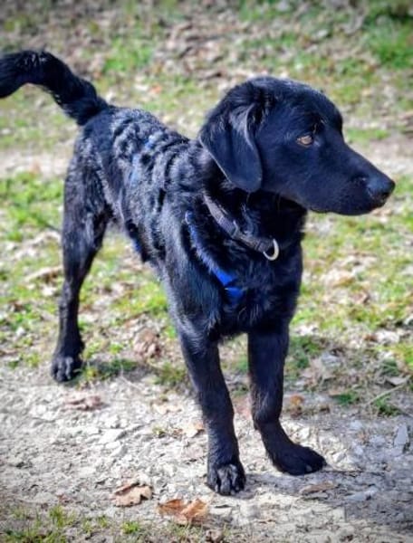 Schlauer Pino sucht ein Zuhause