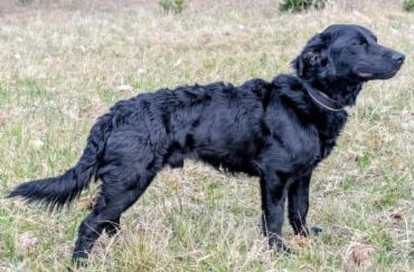 Schlauer Pino sucht ein Zuhause