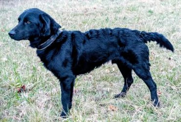 Schlauer Pino sucht ein Zuhause