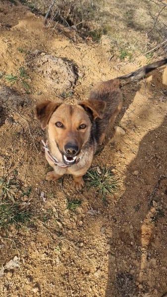 Emma - die verschmuste Dackel-Mix Dame