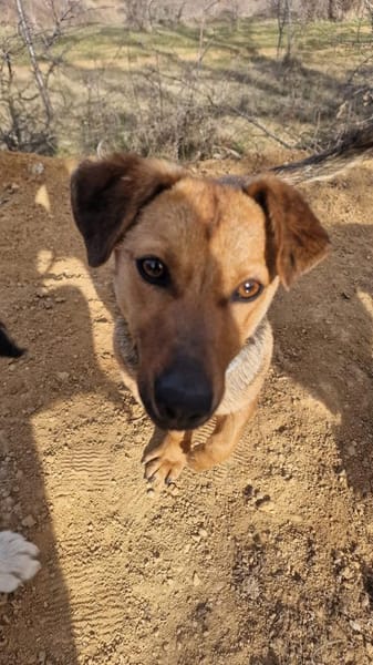 Emma - die verschmuste Dackel-Mix Dame