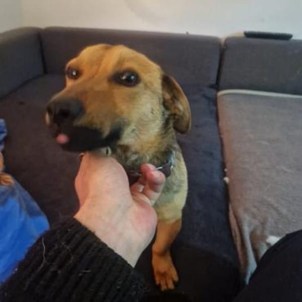 Emma - die verschmuste Dackel-Mix Dame