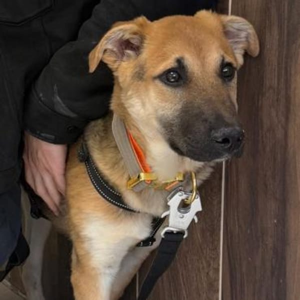 Salsa ❤ wartet in 50769 Köln