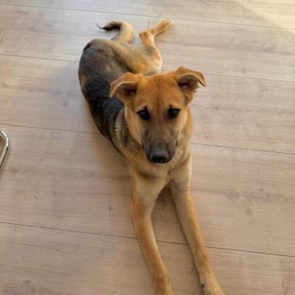 Salsa ❤ wartet in 50769 Köln