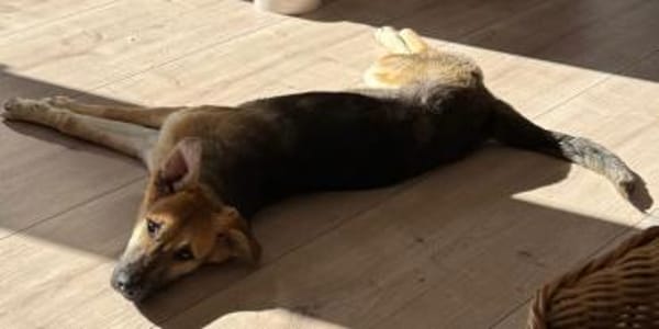 Salsa ❤ wartet in 50769 Köln