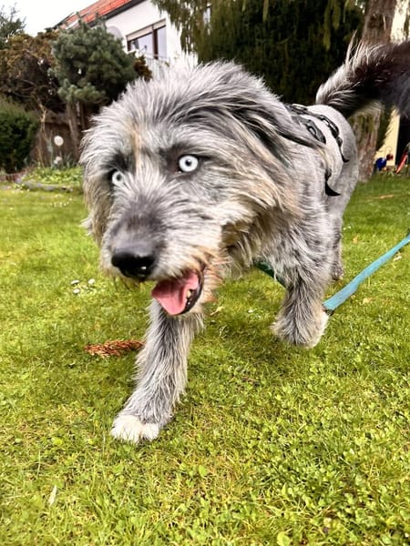 BLUE - Ozeanblaue Augen suchen DICH