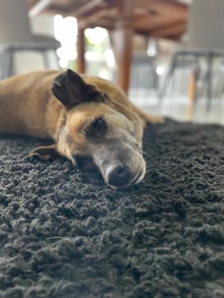 Rose sucht ihre Menschen 🐾