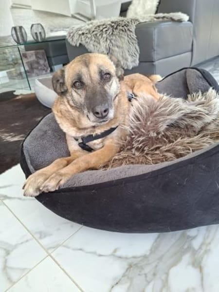 Rose sucht ihre Menschen 🐾