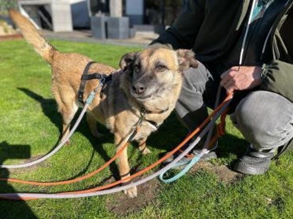 Rose sucht ihre Menschen 🐾