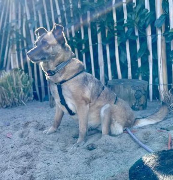 Rose sucht ihre Menschen 🐾