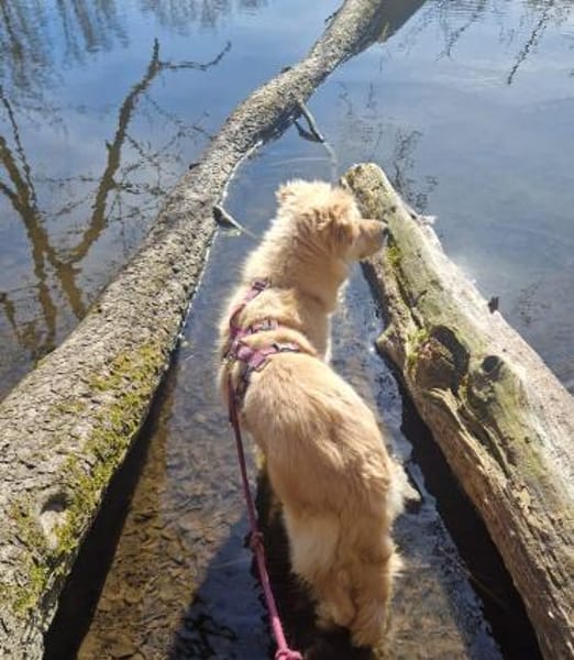 Leo (braucht Geduld,24222 Schwentinental