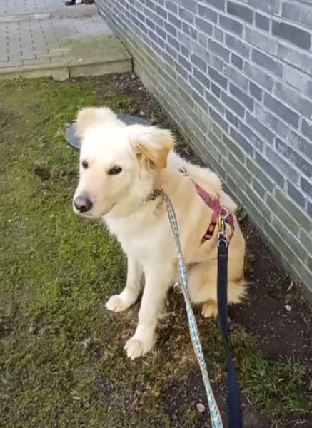 Leo (braucht Geduld,24222 Schwentinental