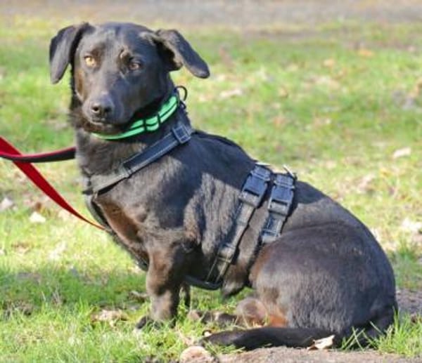 Billy wartet in PS bei Hannover