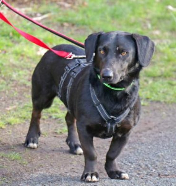 Billy wartet in PS bei Hannover