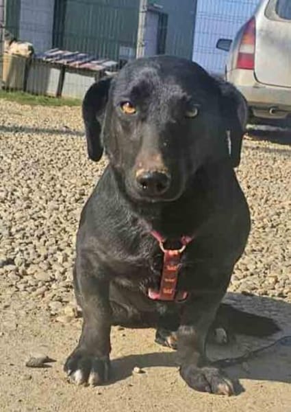 Billy wartet in PS bei Hannover