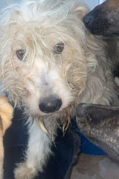 Justus💕wartet in 67590 Monsheim