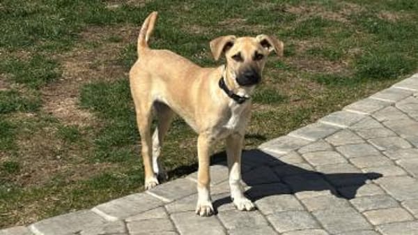 Laura sucht ein liebes Zuhause