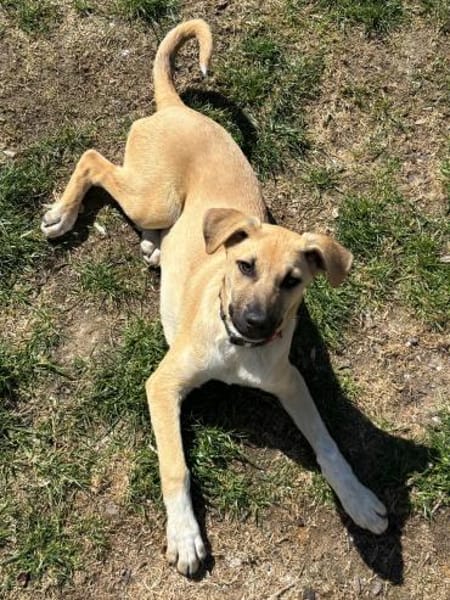 Laura sucht ein liebes Zuhause