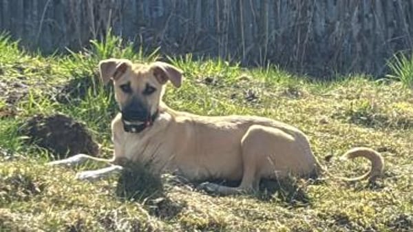 Laura sucht ein liebes Zuhause