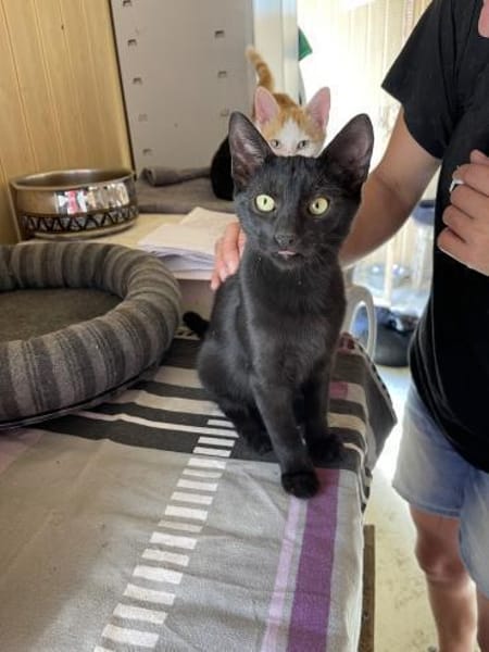 Rony&Fiona- einfach unzertrennlich