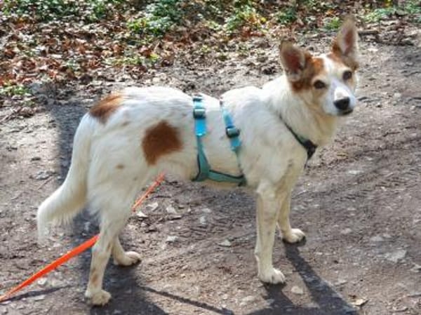 Melba ❤wartet in 40625 Düsseldorf