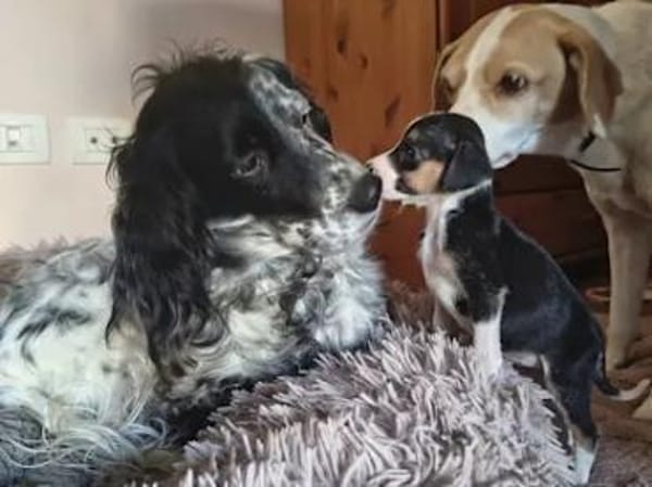 ADELE - ab März auf PS in Hennef