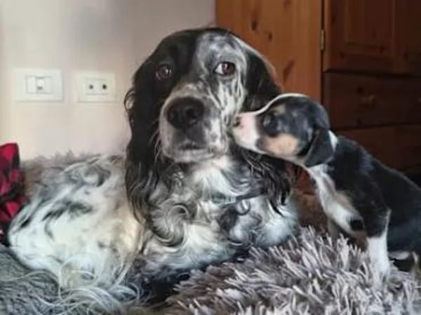 ADELE - ab März auf PS in Hennef