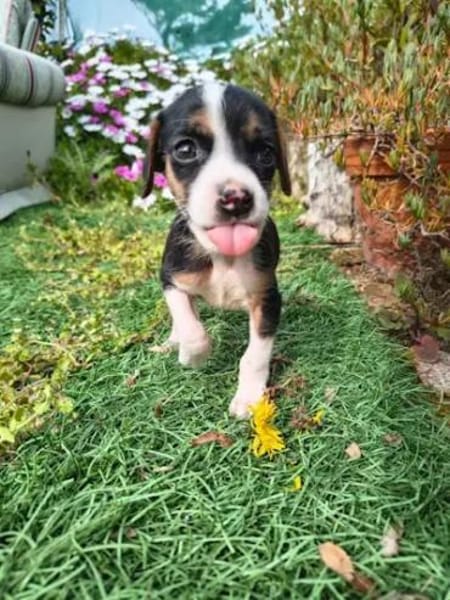 ADELE - ab März auf PS in Hennef