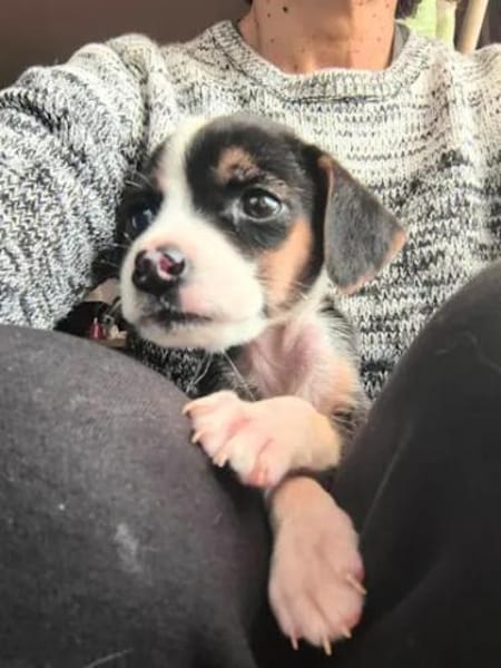 ADELE - ab März auf PS in Hennef