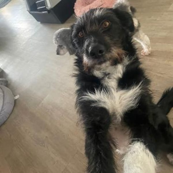 Lany ❤ wartet in 24852 Langstedt