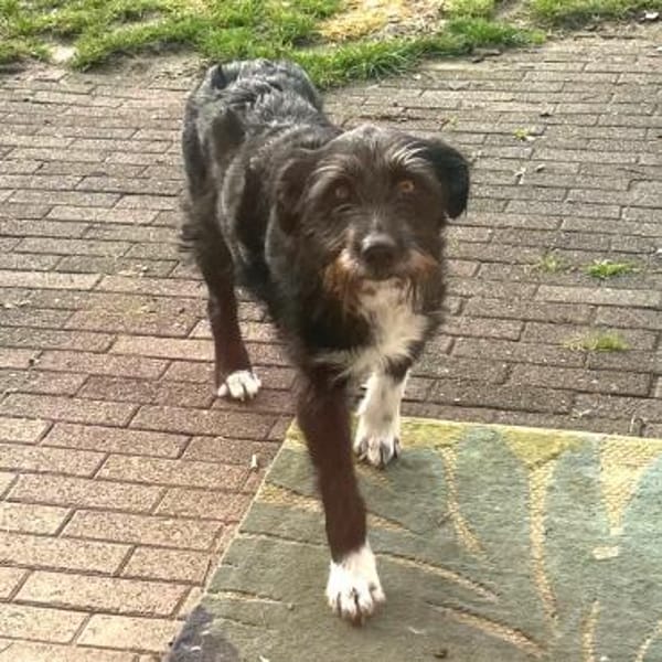 Lany ❤ wartet in 24852 Langstedt